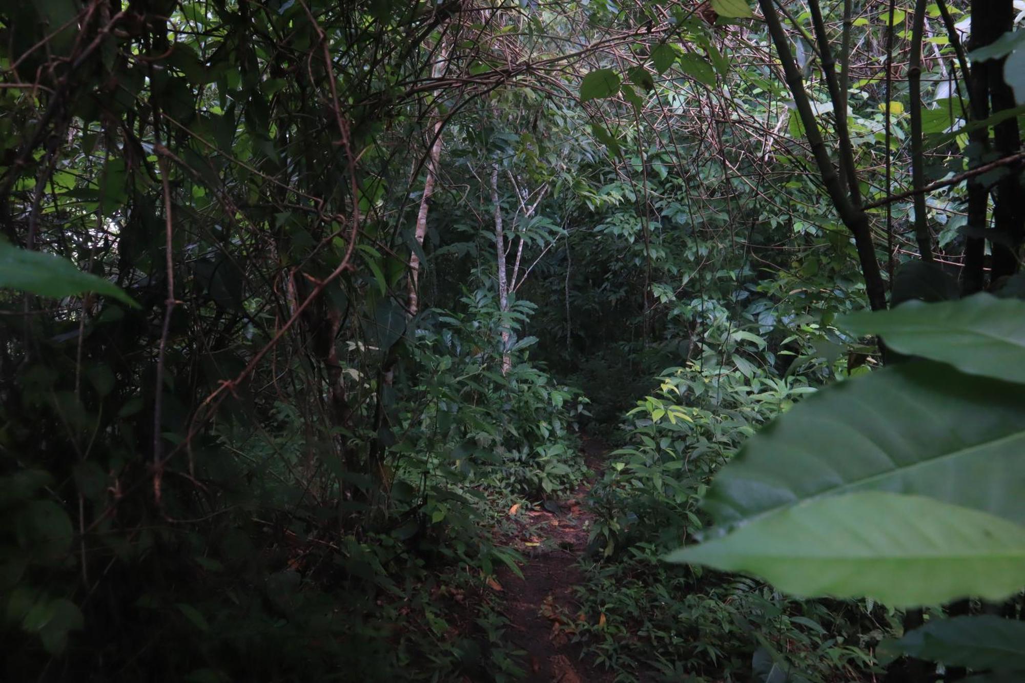 Taorayina Nature Lodge- Immersed In The Forest El Zaino Buitenkant foto